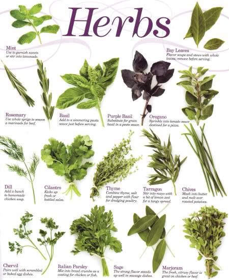 herbs photo: Herbs Herbs.jpg