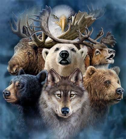 A BEARS WOLFS DEARS EAGLES MOOSE