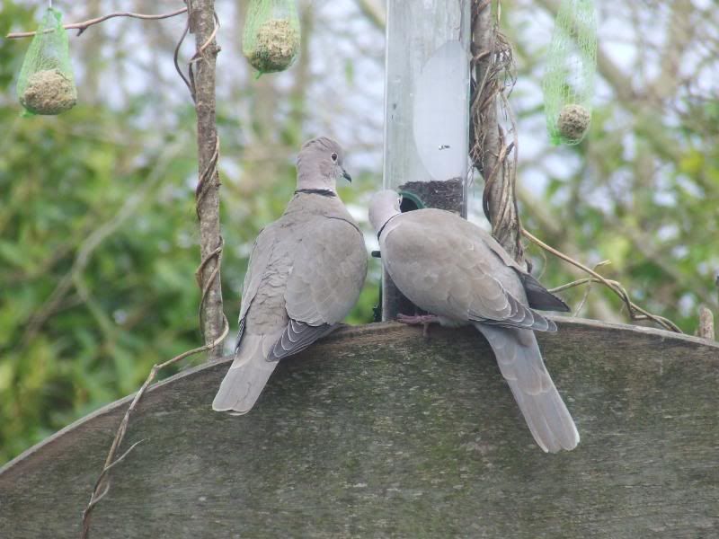 2012_0119collereddoves0115.jpg