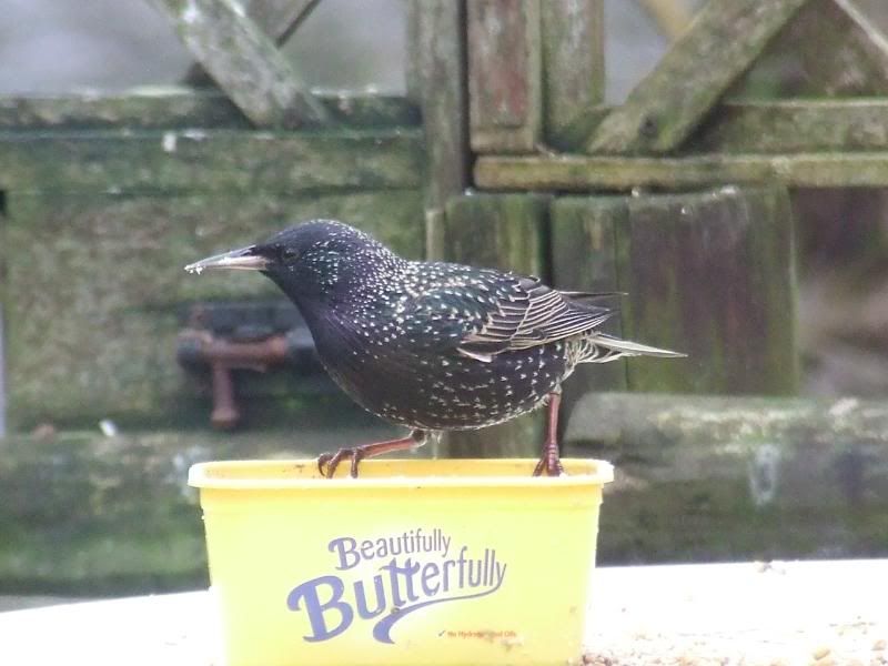 2012_0206gardenbirds10008.jpg