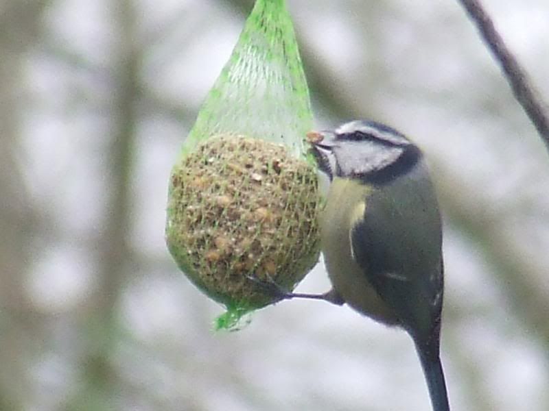 2012_0206gardenbirds10011.jpg