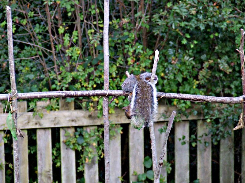 2012_1014squirrel0001-1.jpg