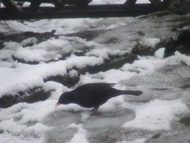 2013_0119birdsinsnow0012.jpg