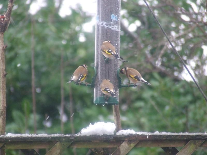 2013_0119birdsinsnow0034.jpg