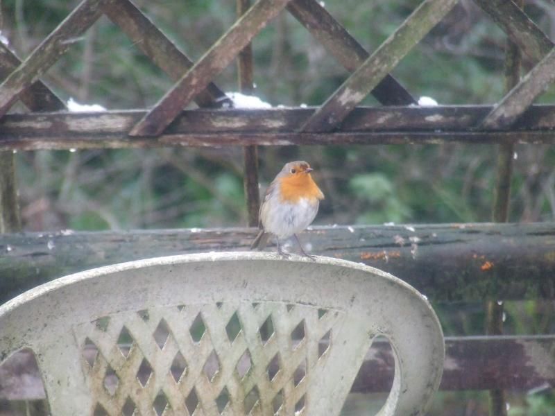 2013_0119birdsinsnow0053.jpg