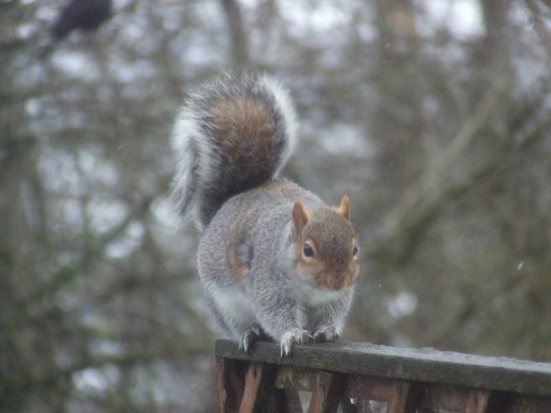 2013_0119birdsinsnow0101.jpg