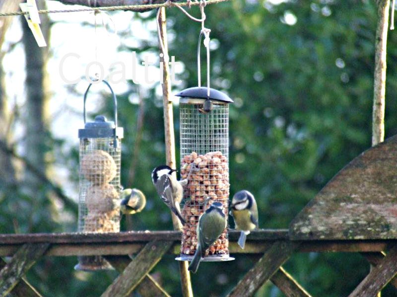 2013_0127coaltit0001_zps07265bc9-1-1.jpg