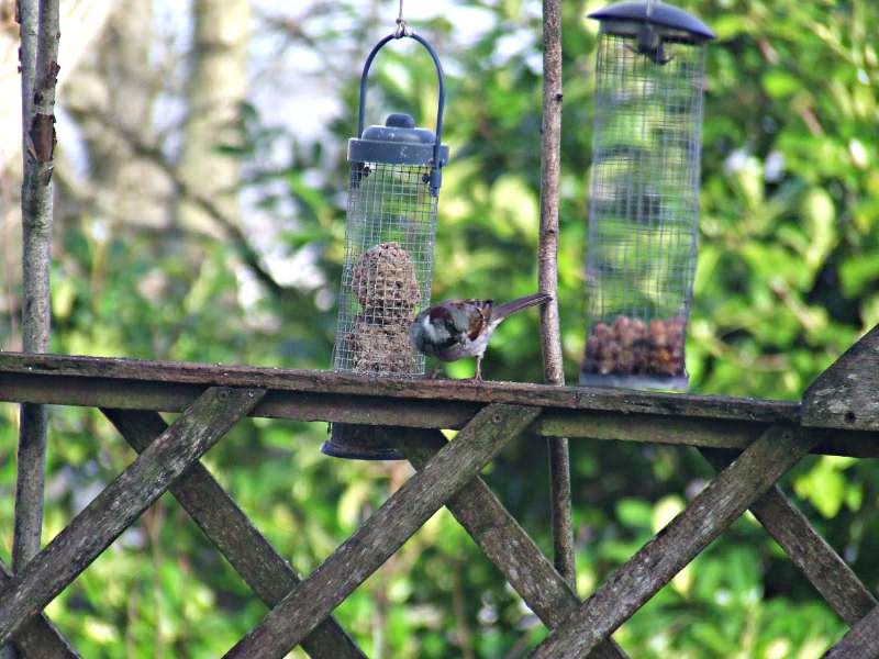 2013_0130woodpecker0015-1.jpg