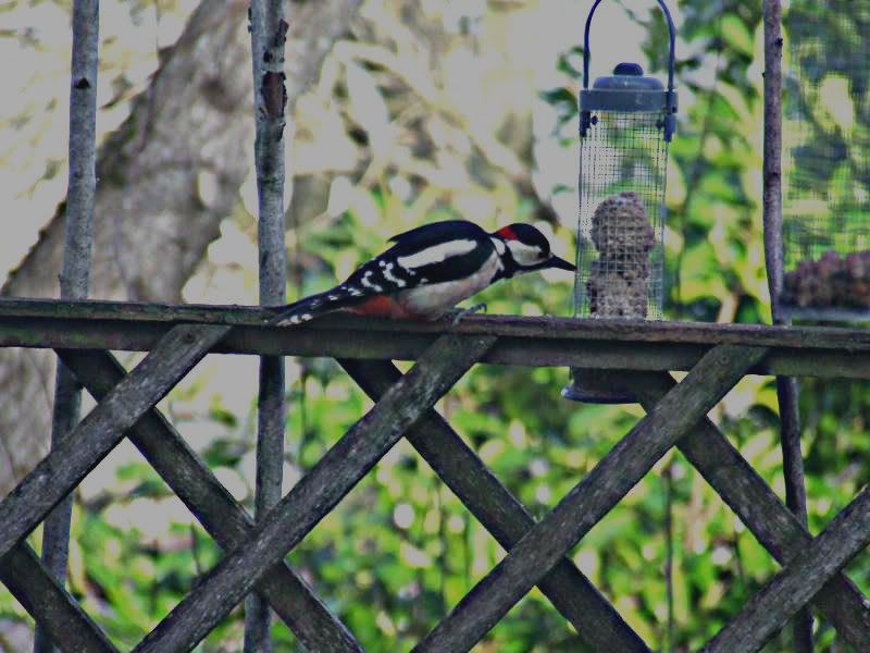 2013_0130woodpecker0041-1.jpg