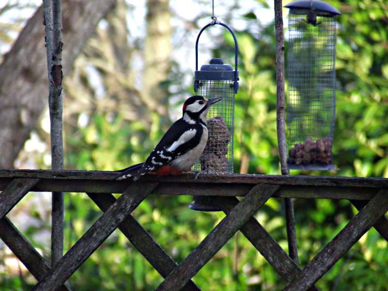 2013_0130woodpecker0069-1.jpg