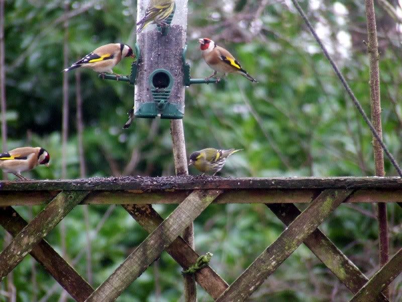 2013_0203greenfinch0019_zps70356a40.jpg