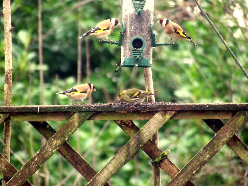 2013_0203greenfinch0020_zps8cb4241d.jpg
