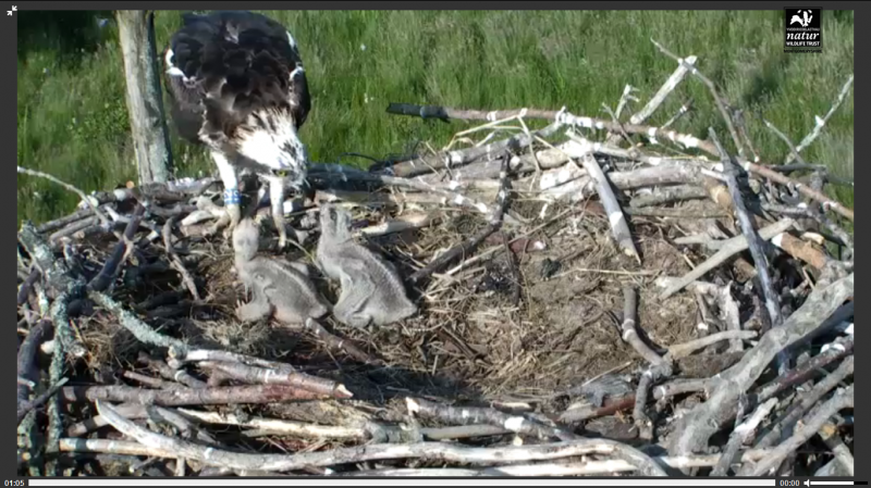 ospreymotherfeedingchicks_zps92e619e1-1.