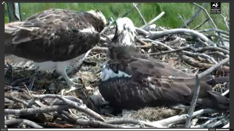 ospreysandchicks_zps5f6861b0.png