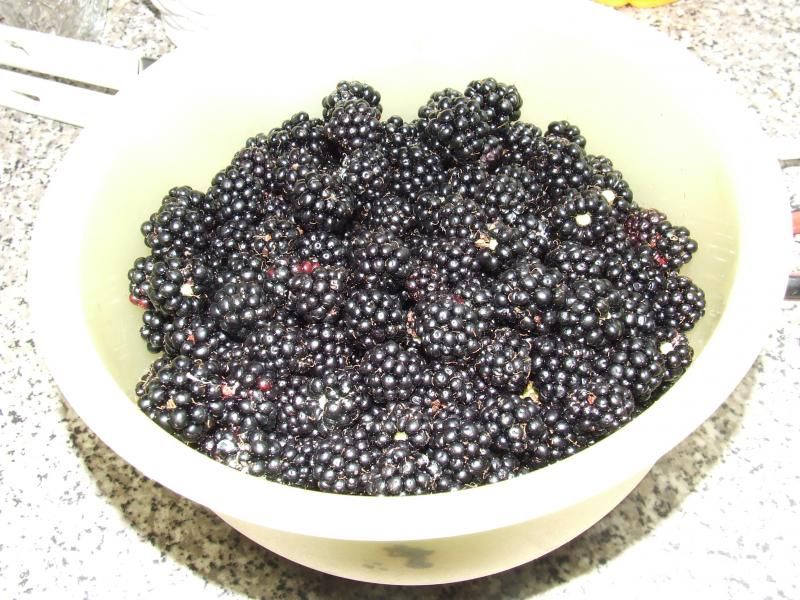 blackberries007_zps673a87b8.jpg