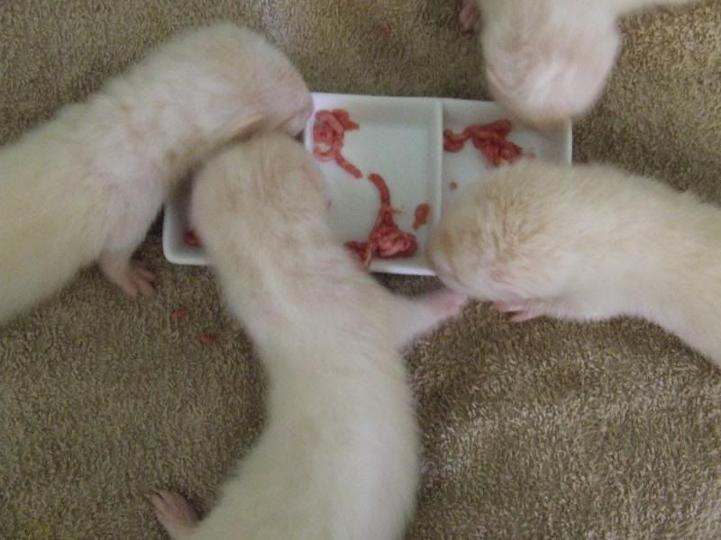 2005_0120ferrets0013.jpg