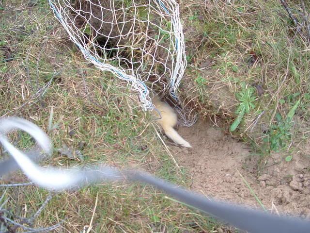 2006_1207ferreting20004-1.jpg