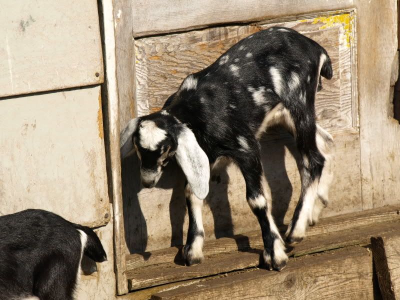 Can I justify keeping her - Goats