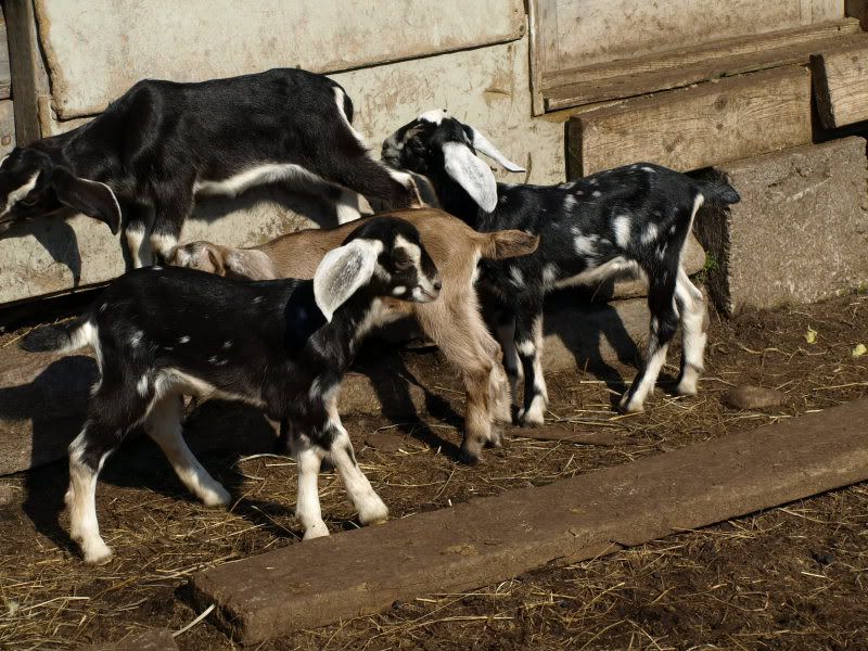 Can I justify keeping her - Goats