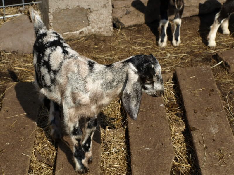 Can I justify keeping her - Goats