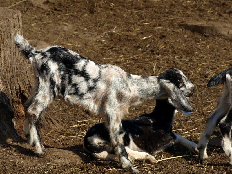 Can I justify keeping her - Goats