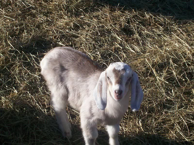 I can't keep track - Goats