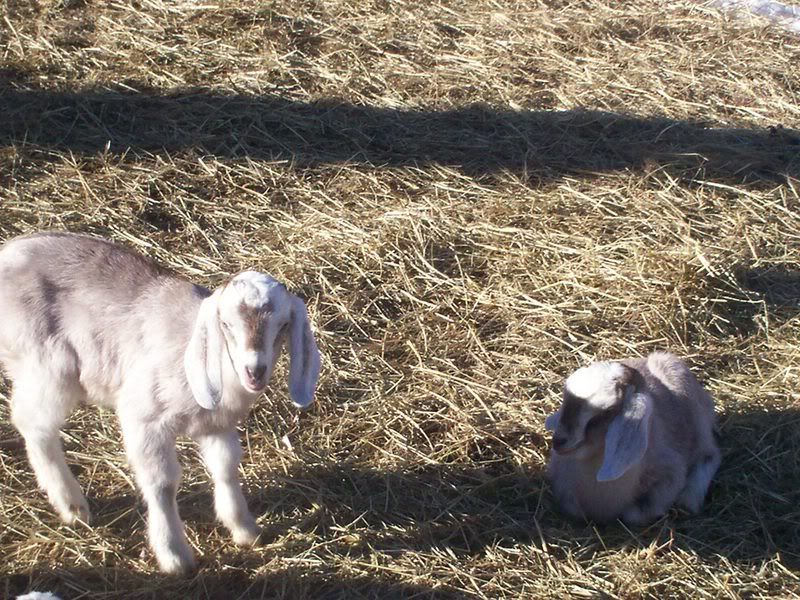 I can't keep track - Goats