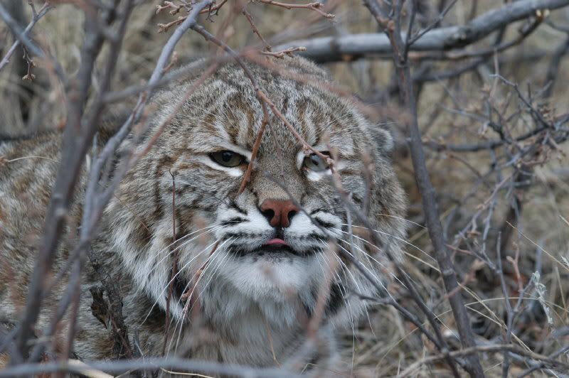 bobcat reference pics