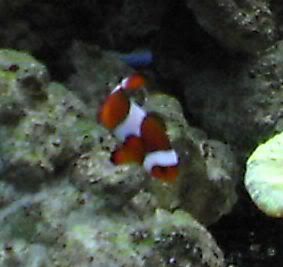 clownfish.jpg