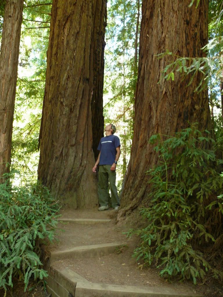 arbolesgigantesenMuirwoods.jpg