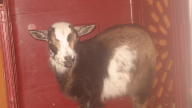 A word for all you new goat parents - Goats