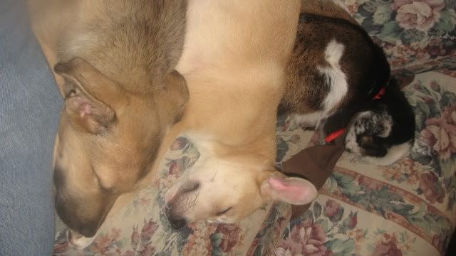 A word for all you new goat parents - Goats