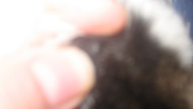 Pics of Molly's nubs... supposed to be disbudded this afternoon, what do you think? - Goats