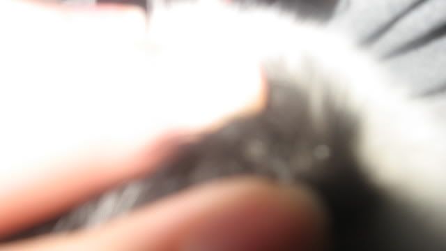 Pics of Molly's nubs... supposed to be disbudded this afternoon, what do you think? - Goats