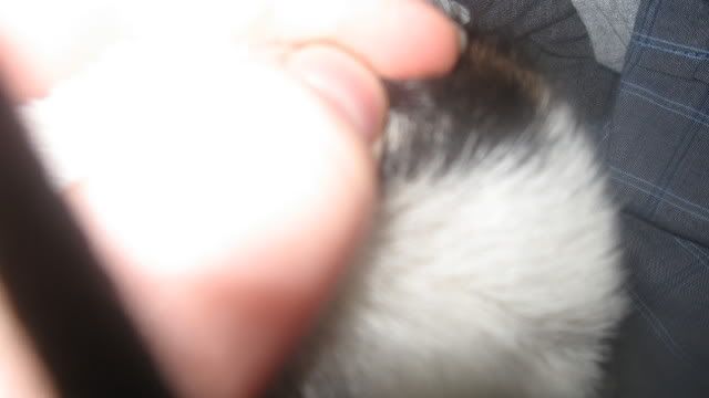 Pics of Molly's nubs... supposed to be disbudded this afternoon, what do you think? - Goats