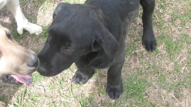 Black lab pup; posted in pets, too, but thought someone might like a hunting buddy - The Great Outdoors