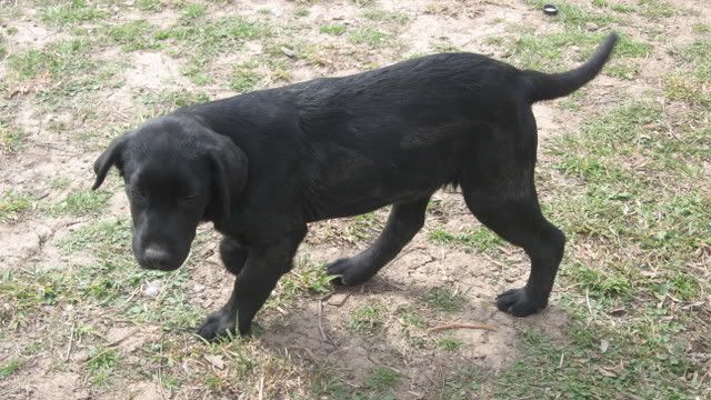Black lab pup; posted in pets, too, but thought someone might like a hunting buddy - The Great Outdoors