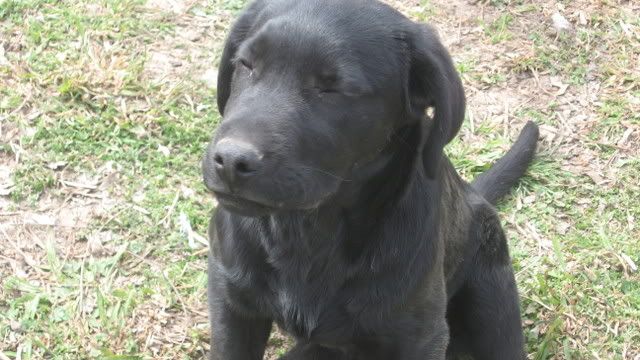 Black lab pup; posted in pets, too, but thought someone might like a hunting buddy - The Great Outdoors