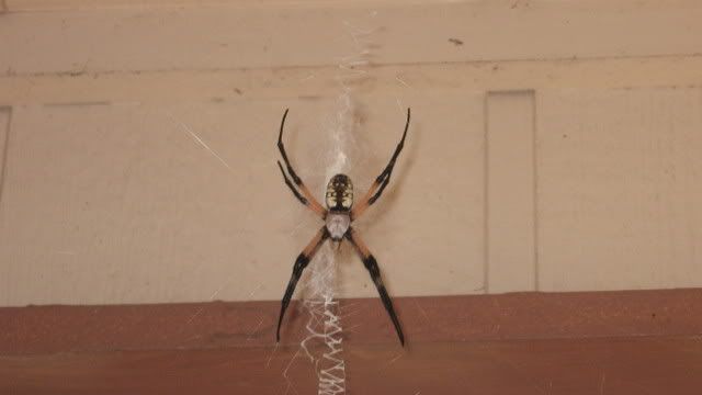Another name the spider - Homesteading Questions