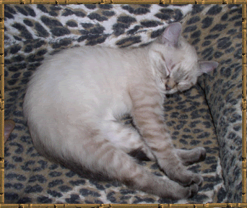 Feral Cats - Homesteading Questions