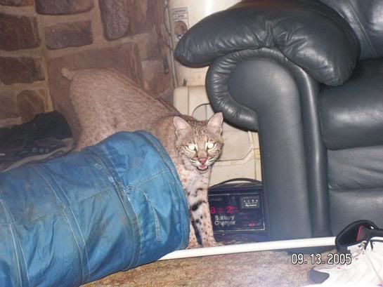 Feral Cats - Homesteading Questions