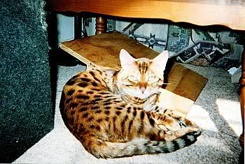 Feral Cats - Homesteading Questions