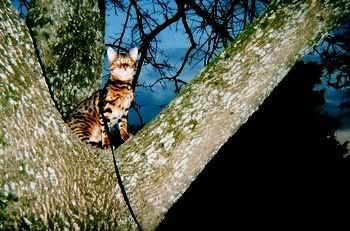 Feral Cats - Homesteading Questions