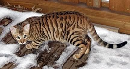 Feral Cats - Homesteading Questions