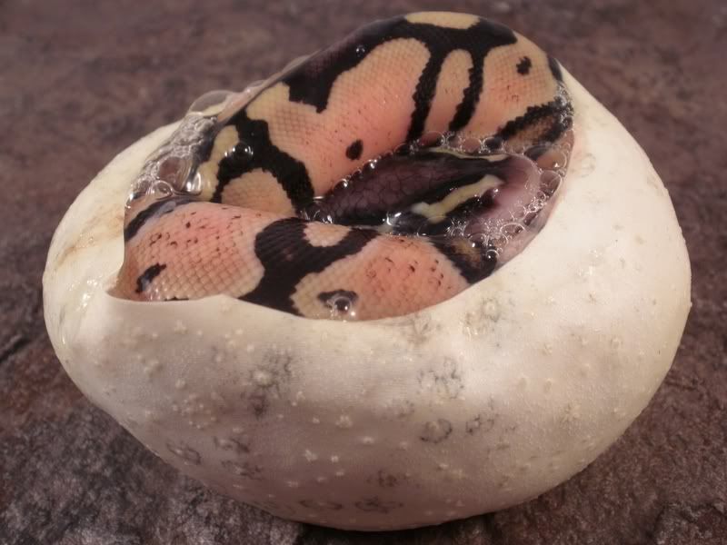 Egg4_0718112.jpg