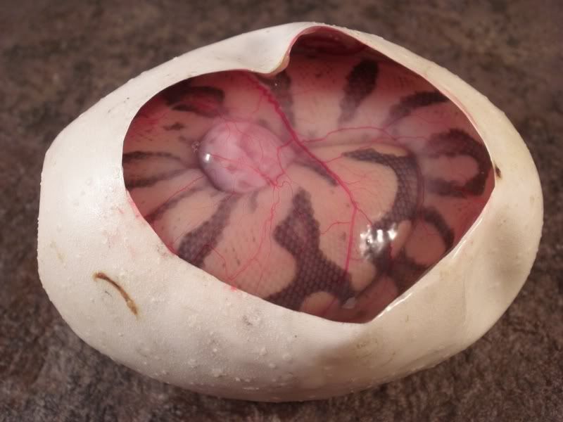 Egg5_0714112.jpg