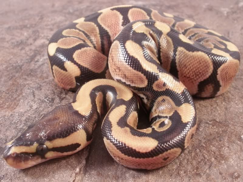 Hatchling1_0719112.jpg