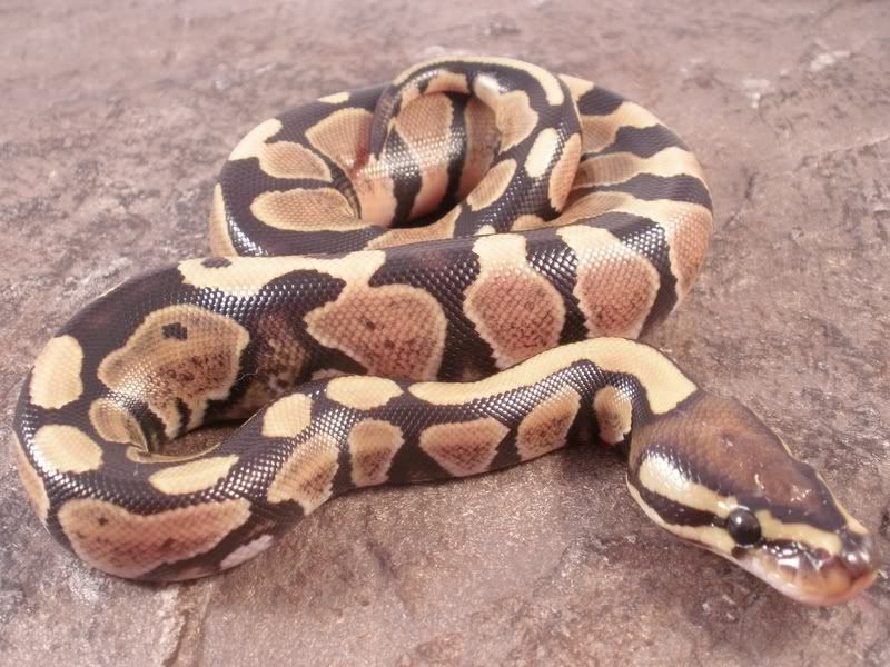 Hatchling2_0718112.jpg