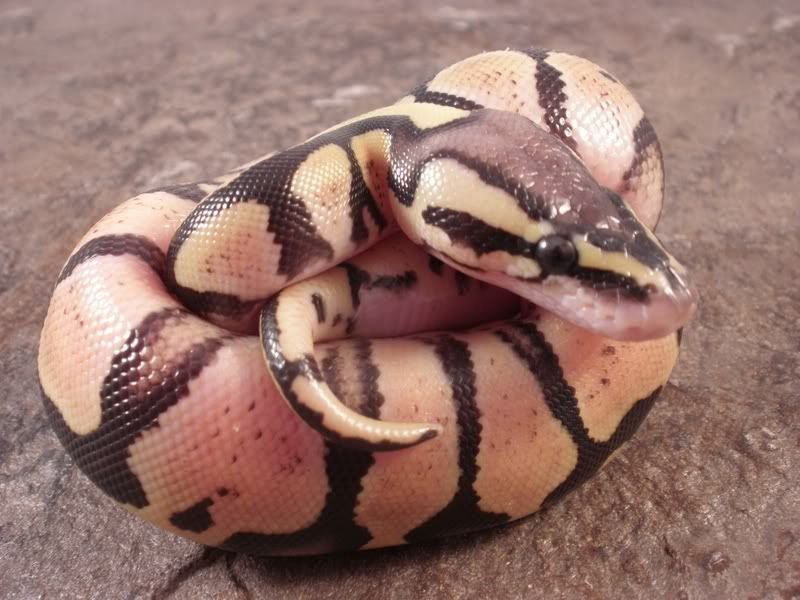 Hatchling3_0718112.jpg