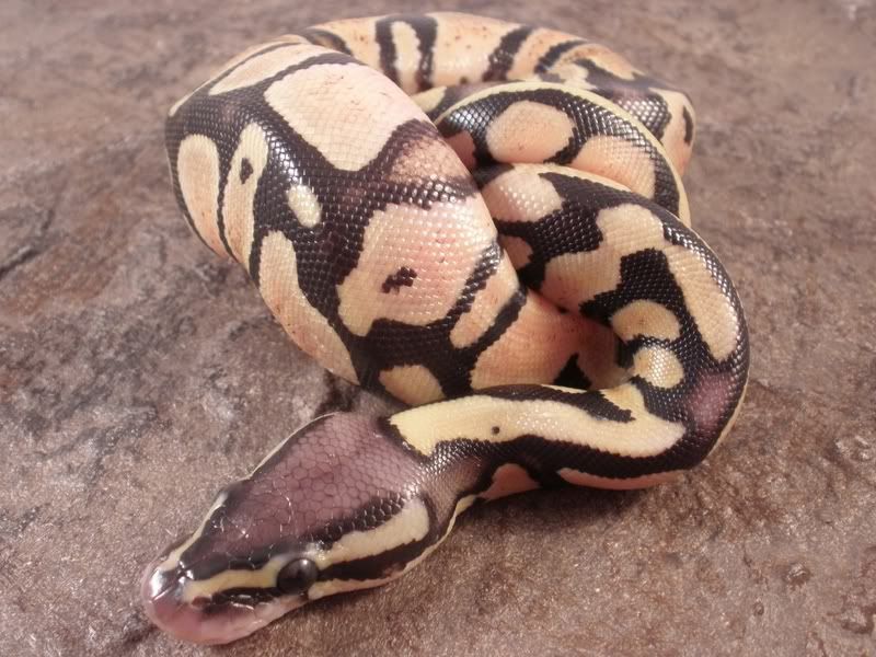 Hatchling4_0718112.jpg